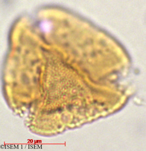 Columnea minor - lame n° 29340